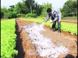 cal aagricultura